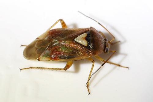 Réf. 333 401 : Lygus pratensis